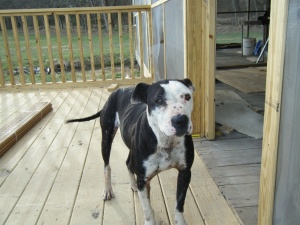 Suzie is looking for a new front porch to call her own - can you open your heart to her?